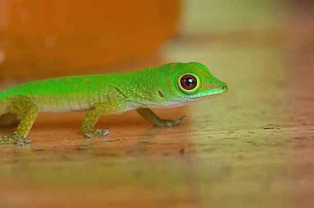 istock Gold dust day gecko portrait 2239968339