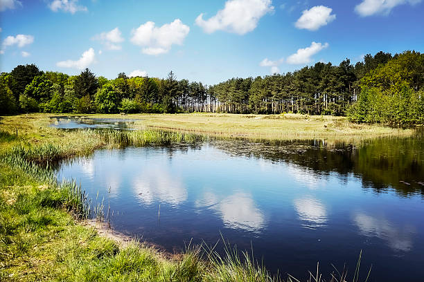 Reflections of clouds on a lake in the woodland of the Dutch island Terschelling