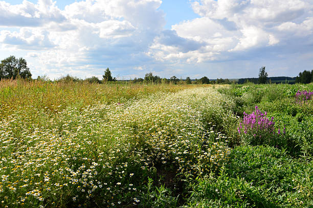istock Diverse Wildflower Field Under a Cloudy Summer Sky nature wallpaper 2239970054