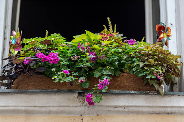 A flowerbed with flowers stands on the windowsill outside. Outdoor flower bed on the windowsill. High quality photo