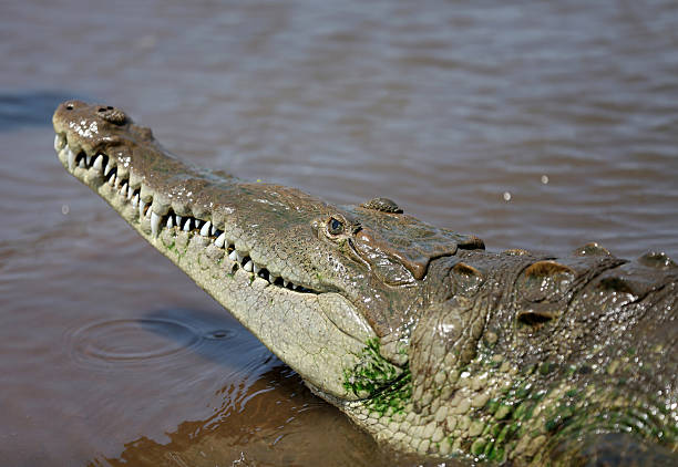 istock Costa Rica Travel 2239971274