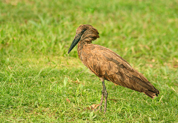 A Hamerkop, Scopus umbretta, standing in grass: Entebbe, Uganda.