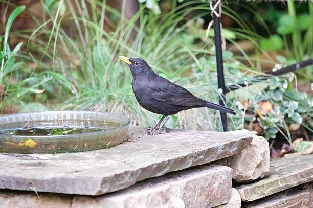istock Blackbird garden bird stood perched next to a glass bird bath 2239971669