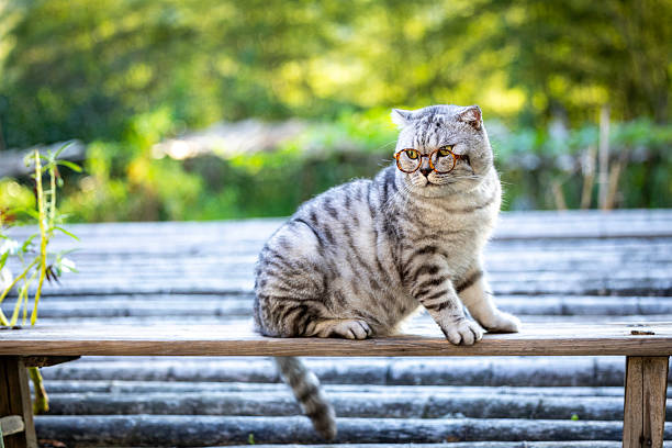 istock American Shorthair 2239976143