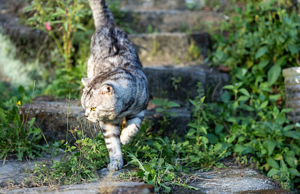istock American Shorthair 2239976156