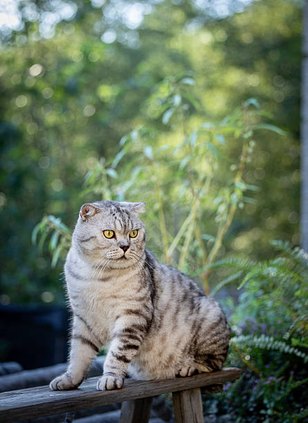 istock American Shorthair 2239976235