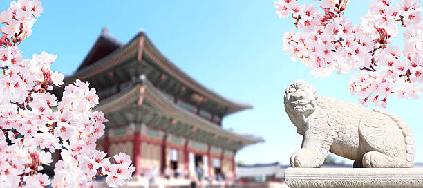 Sakura blossoming spring season. Horizontal banner with branch of blooming sakura, stone statue of mythical creature and ancient pavilion, Gyeongbokgung palace complex, Seoul, South Korea