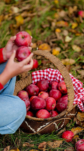 istock Harvesting apples in a rustic basket on a fall day 2239977991