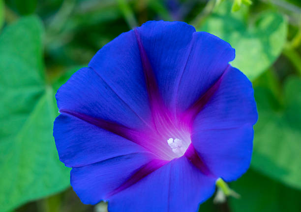Vibrant morning glory bloom with deep violet petals and bright magenta starburst pattern, glowing white center, and soft green foliage in the background.