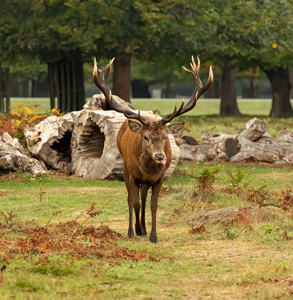 Red stags and birdlife of Bushy Park London