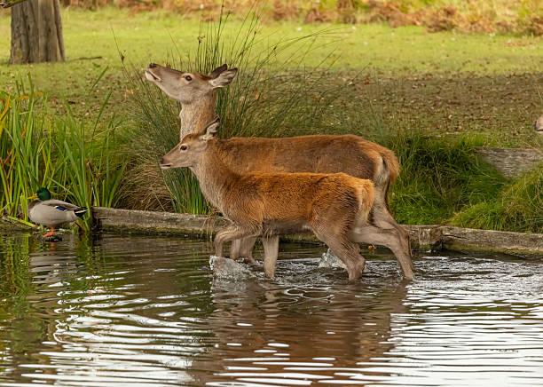 istock Bushy Park rutting season 2239980643