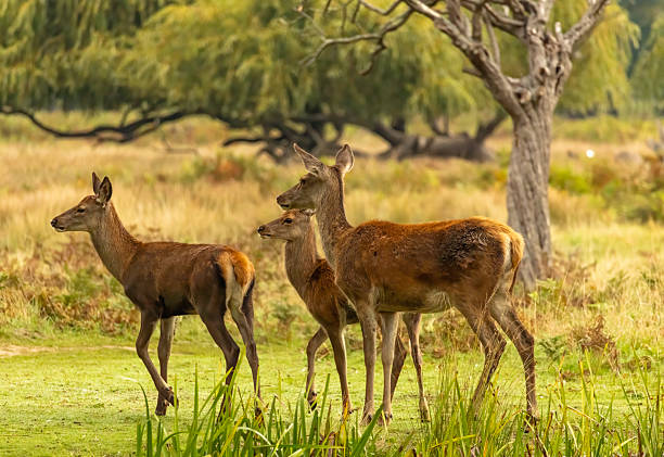 istock Bushy Park rutting season 2239980790