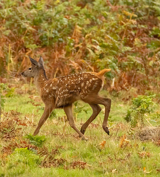 istock Bushy Park rutting season 2239980816