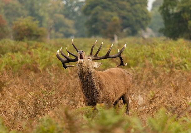 Red stags and birdlife of Bushy Park London