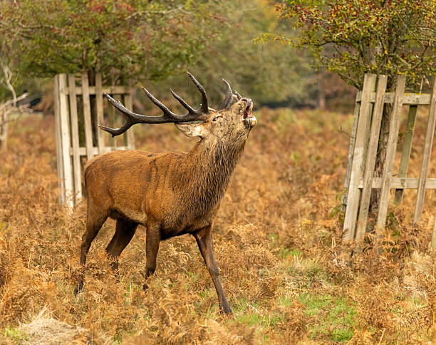 istock Bushy Park rutting season 2239981166