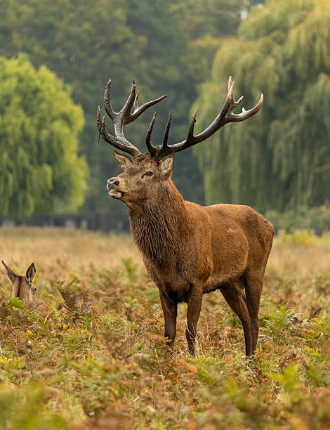 istock Bushy Park rutting season 2239981739