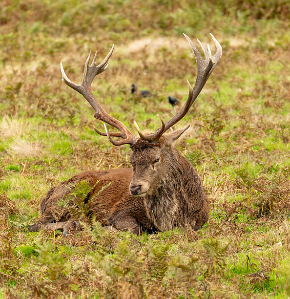 istock Bushy Park rutting season 2239982294