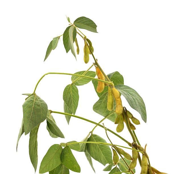 istock A branch with soybean pods and leaves. 2239984767