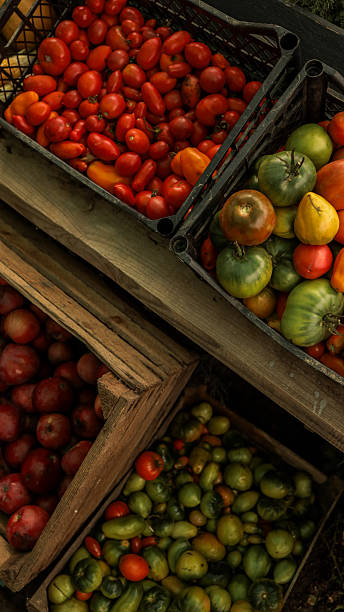 Freshly harvested tomatoes in wooden crates