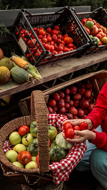 Freshly harvested tomatoes and other produce in a rustic setting