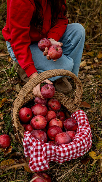 istock Person holding red apples in a basket 2239984842