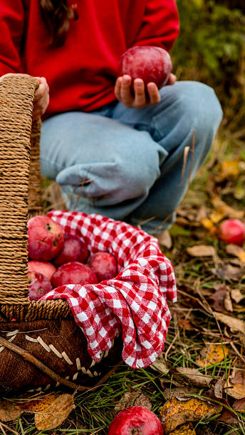 istock Autumn apple harvest with a picnic basket 2239984846