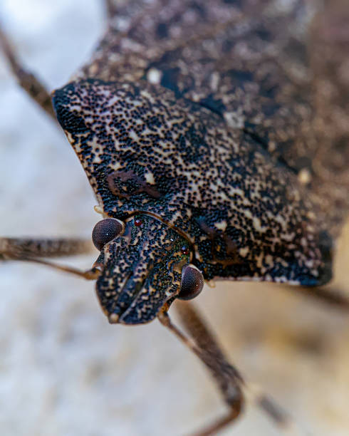istock Macro Closeup of Brown Shield Bug Insect 2239985617