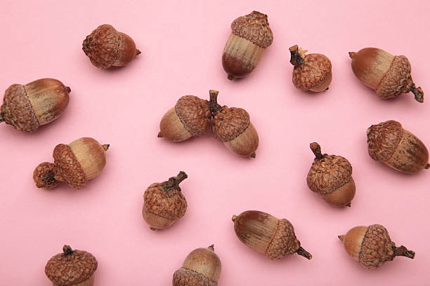 istock Brown acorn oak nut on pink background. 2239986652