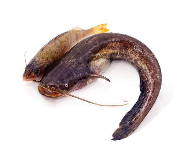 istock Fresh catfish and perch fish isolated on white background. 2239989742