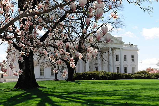white house in spring with magnolia flower blossom