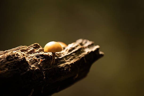 Pure nature view. Wilderness area, wild mushrooms on tree trunk in forest.