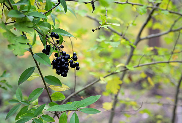 Close-up of ripe black cherry berries (Padus serotina) hanging on a branch among green and yellow leaves in a forest. Natural soft light emphasizes the deep color and texture of the fruit. Autumn woodland background with wild edible berries, foliage, and botanical details.