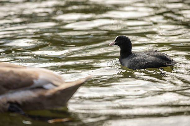 Duck is swimming on lake with blurry nature background at public park.Munich - Germany.