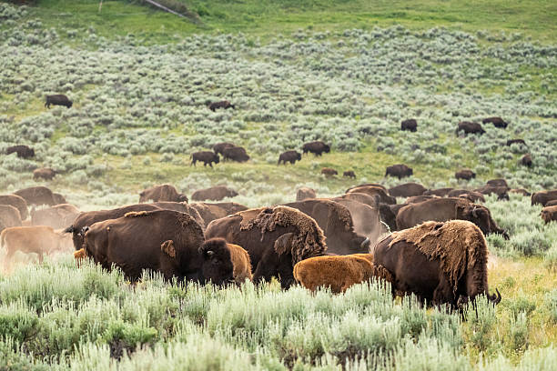 istock Bison Herd Grazes In Sage Field 2239994544