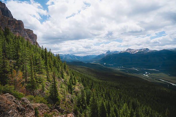 istock Forest in the Canadian Rockies 2239994597