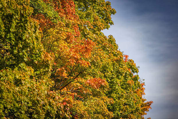 Autumn leaf colors in nature with sunlight.\nMunich - Germany.