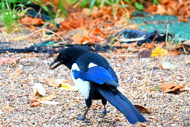 Fledging magpie is standing on a carpeted concrete step.  The carpet is striped with orange/autumn colours.  It is old and the magpie has grabbed the edge with his beak, pulling it up to look for bugs underneath.  Small rocks covered with pine needles are  to the side of the step.
