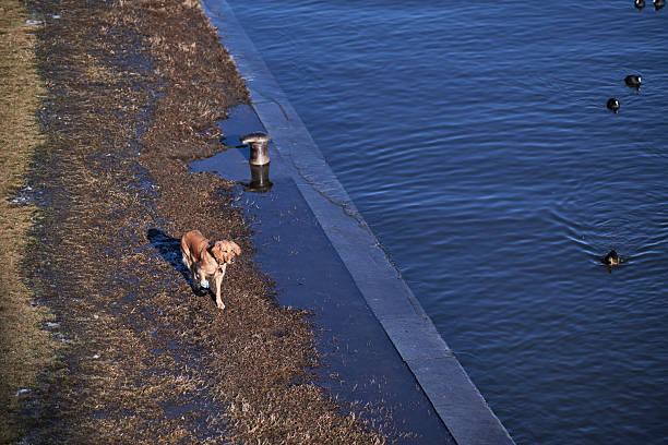 A dog walking along a riverbank with ducks swimming nearby.