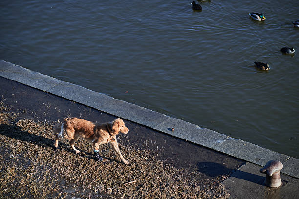 Golden retriever walking along a riverbank with ducks in the water.