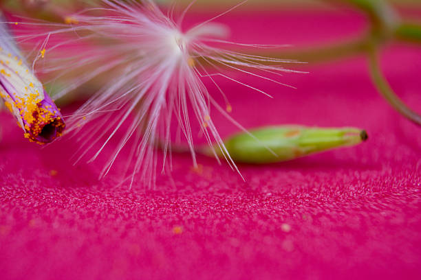 istock macro photography of a dandelion 2239997242
