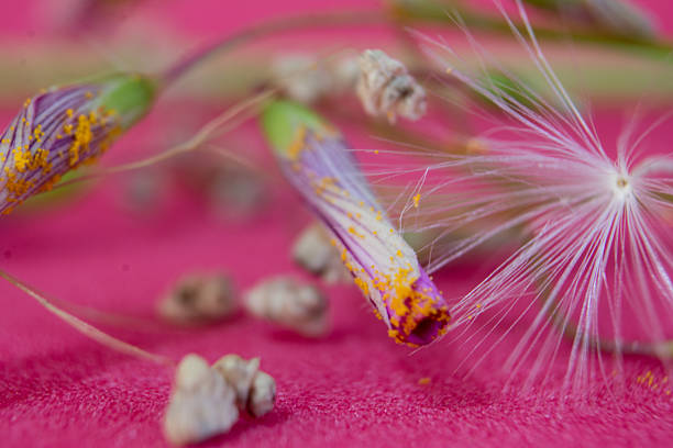 istock macro photography of a dandelion 2239997244