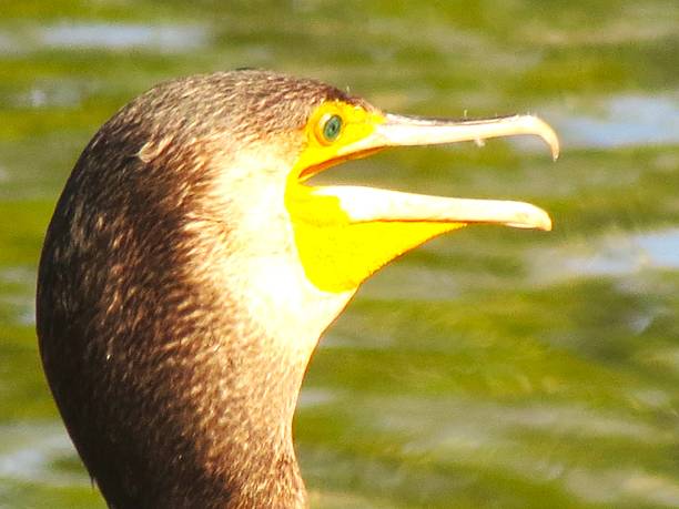 istock Great cormorant, Phalacrocoax carbo. 2239999490