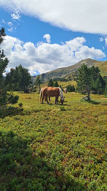 istock Horse grazing on the blueberry fields (Eastern Pyrenees) 2240000065