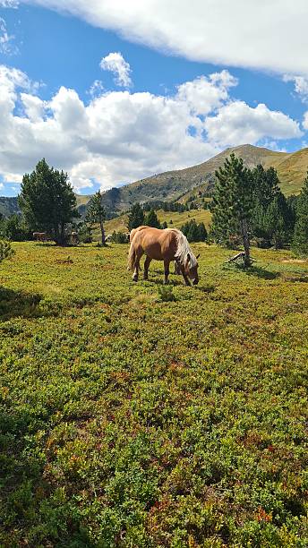 istock A beautiful draft horse grazing on the blueberry fields (French Eastern Pyrenees) 2240000066