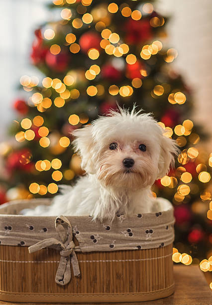 istock Cute Maltese dog puppy in front of Christmas tree 2240000748