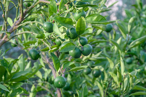 istock green ripening tangerines on a tree in Croatia 2240001731
