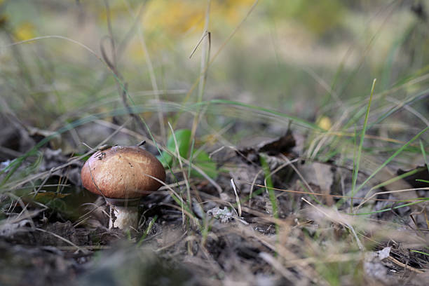 Close-up of a Boletus edulis mushroom, also known as porcini or king bolete, growing on the forest floor among dry leaves and grass in autumn light. Natural woodland macro scene with soft focus background. Horizontal orientation.