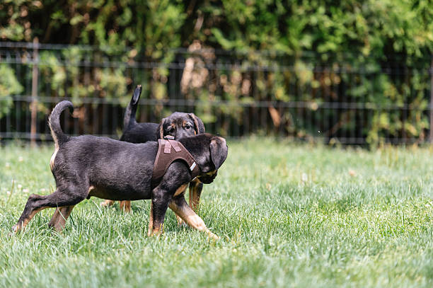 istock Cute puppies play fighting 2240002450