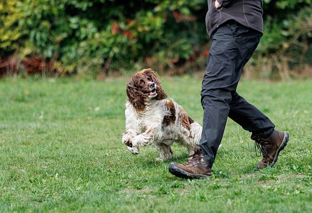 A playful spaniel dog running on grass next to a person in outdoor attire, with lush greenery in the background.