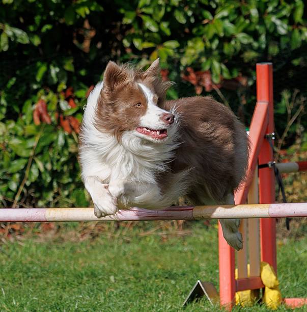 istock Border Collie Jumping Over Agility Obstacle 2240002560